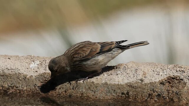 common linnet bird drinking water at the water's edge