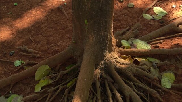 Close up tilt up shot of strong exposed tree roots spreading across dry red soil in a park, highlighting natural textures and earthy tones on a bright sunny day.