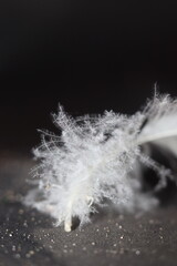 A close-up, macro shot of a soft, fluffy white feather with delicate barbs, resting on a textured, dark surface © Mateusz