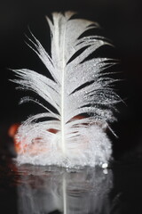 A single white feather, covered in tiny water droplets, stands upright on a dark, reflective surface. The delicate strands of the feather are clearly visible. © Mateusz