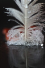 A delicate white feather with water droplets, casting a reflection on a dark surface, creating a serene and ethereal composition © Mateusz