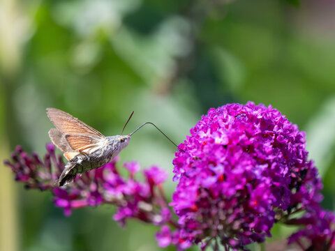 A Hummingbird Hawkmoth Feeding on Buddleja in an Urban Garden