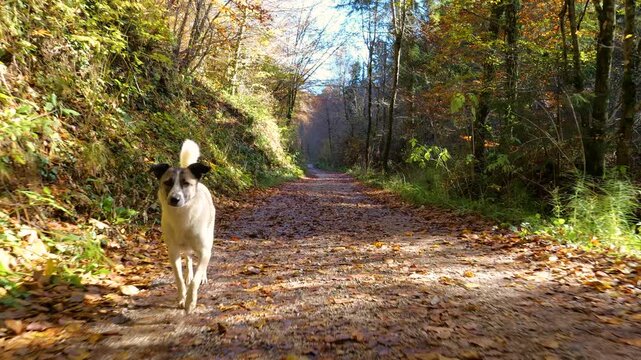 White mixed breed dog runs toward camera on quiet woodland path scattered with fallen autumn leaves. Sunlight filters through colourful trees as happy doggie runs without leash in Dolenjska, Slovenia.