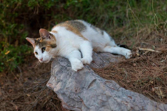 a serene cat resting on a rock amidst green grass in an outdoor setting with a relaxed side view, showcasing natural beauty and calmness in pet photography and nature scenes.