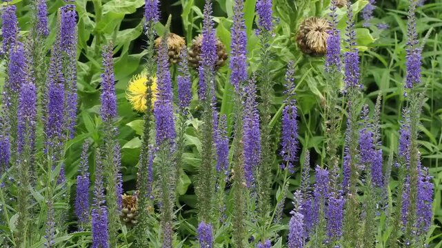 Veronica longifolia a summer flowering plant with a blue  summertime flower commonly known as garden speedwell, gardening stock video footage clip