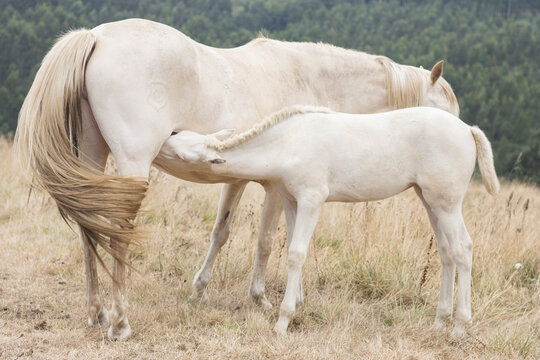 Blue-eyed perlino colt nursing from its dam of the same color.