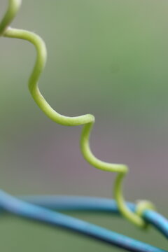 A close-up macro shot of a vibrant green vine tendril coiling around a blue wire, showcasing intricate natural patterns and soft, blurred background