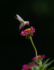Naklejka premium hummingbird feeding on red flower