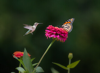 Naklejka premium hummingbird and monarch butterfly on red flower