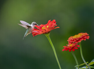 Naklejka premium hummingbird feeding on red flower