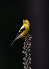 Naklejka premium goldfinch on flower stem