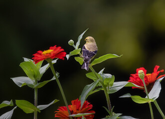 Naklejka premium goldfinch on flower