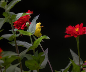 Naklejka premium goldfinch on red flower