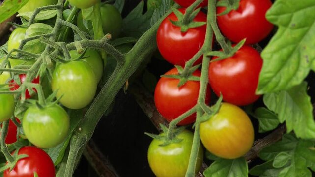 Woman picking a cherry tomato from the vine in the vegetable garden.