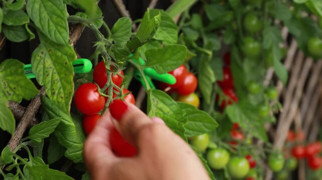 Woman picking a cherry tomato from the vine in the vegetable garden.