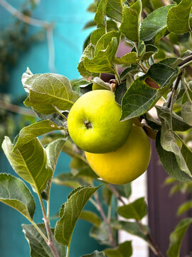Green and Yellow Apples Ripening on Tree Branch