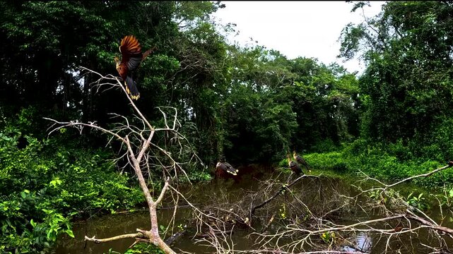 Dark Flooded Forest Interior in Ecuador Amazon Rainforest with Standing Trees, Brown Water, Dense Understory and Remote Wetland Habitat Landscape