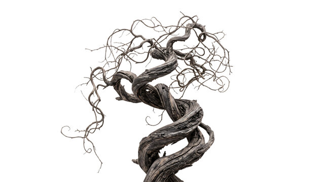 Sculptural twisted bonsai tree trunk with spiraling branches isolated on black background