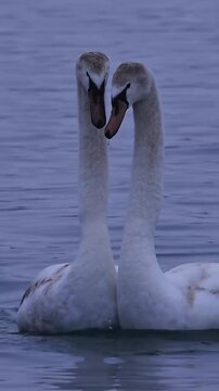 mute swan cygnus olor