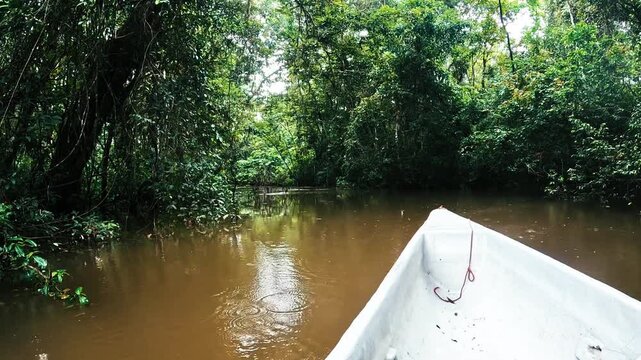 Tropical Rainforest Floor in Ecuador with Tall Tree Trunks, Green Plants, Leaf Litter and Dense Amazon Jungle Biodiversity Background