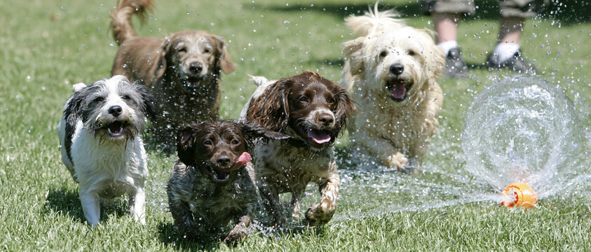 A pack of five playful dogs running and splashing through a garden sprinkler on a sunny day