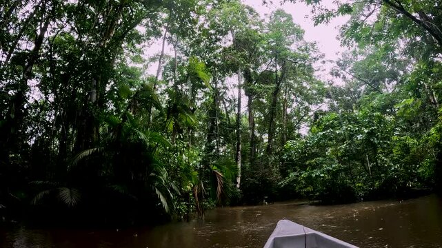 Dense Tropical Rainforest Understory in Ecuador with Palms, Vines, Tall Trees and Green Jungle Vegetation, Amazon Biodiversity Background