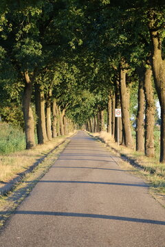 Asphalt country road on Slagsteeg lined with oak trees and a speed limit zone 30 traffic sign in Wageningen, Netherlands