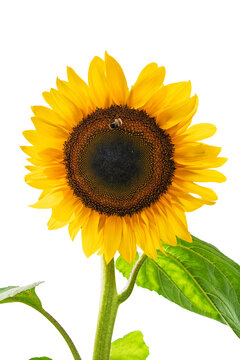 Sunflower still, in isolated on white background, with sunflower, from a frontal view perspective, with yellow, brown accents, and bright and cheerful mood, with nearby objects.