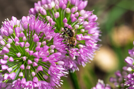 a bee pollinating a purple flower with calm and close-up details in a natural setting with green stems and pink petals, creating a serene and vivid scene for nature and wildlife photography.