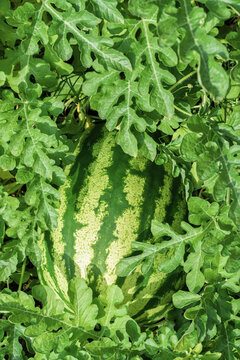 serene watermelon plant growing in lush outdoor garden with vibrant green and yellow leaves close-up view natural and serene agricultural setting for editorial and educational use.