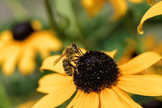 Bee collecting pollen, in outdoor garden, with flower, leaves, from a close-up perspective, with yellow, black accents, and natural and serene mood, with nearby objects.