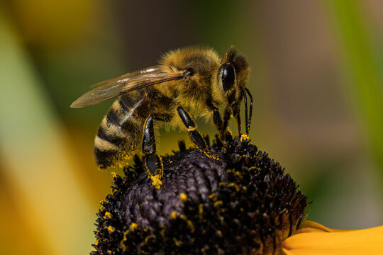 a bee collecting pollen from a flower in a serene natural setting close-up with vibrant yellow and black colors and clean background for editorial and educational use.