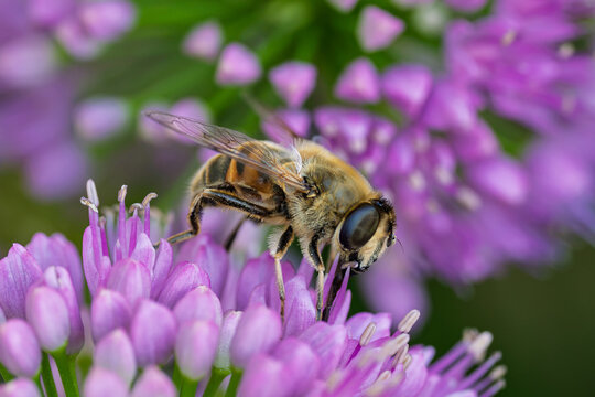 bee pollinating purple flower in calm natural setting close-up with wax and pollen on flower petals, vivid colors and serene mood, nature photography, wildlife, botanical, green, commercial.