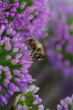 bee pollinating purple flower in calm natural setting close-up with wax and pollen on flower petals, vivid colors and serene mood, nature photography, wildlife, botanical, green, commercial.