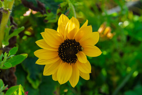 Sunflower blooming, in garden, with green leaves, buds, from a close-up perspective, with yellow, black accents, and bright and cheerful mood, with nearby objects.