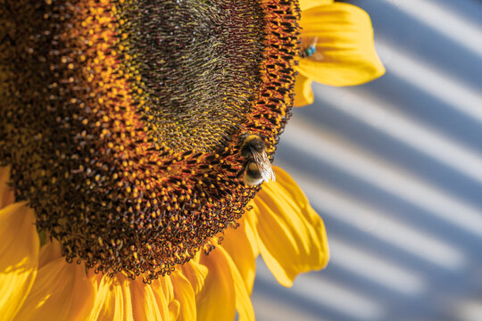 cheerful sunflower with bee in natural outdoor setting close-up top-down perspective yellow petals beeswax bright and cheerful nature photography springtime themes.