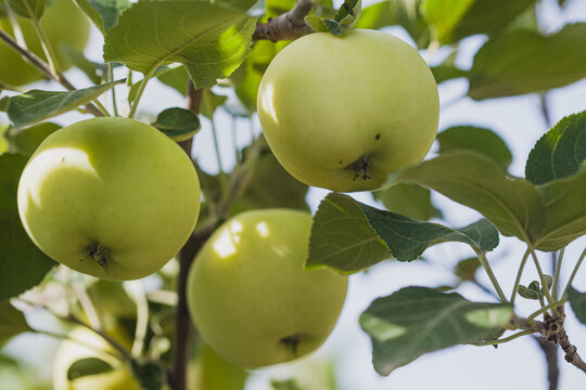 Apple tree branch with green apples.