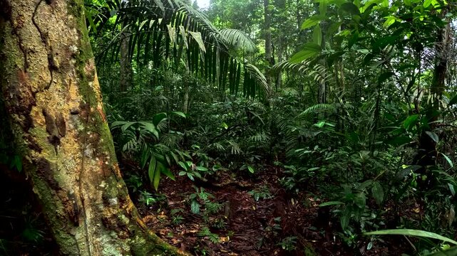 Wet Amazon Rainforest Trail in Ecuador with Tall Trees, Dense Green Understory, Leaf Litter and Remote Tropical Jungle Biodiversity Scene