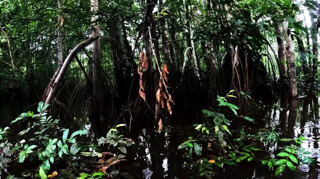 Dense Tropical Rainforest Plants in Ecuador with Large Broad Leaves, Palms, Wet Green Understory and Amazon Jungle Biodiversity Detail