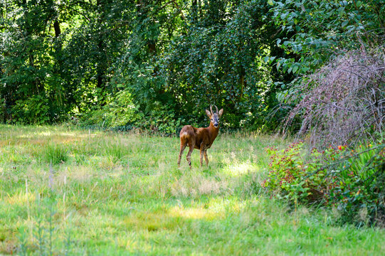 deer in the meadow
