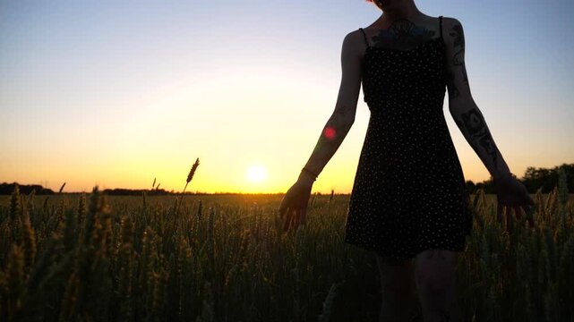 Young girl in black dress walking through the barley field and gently touching ripening ears of crop. Female arm moving over green wheat on meadow with beautiful sunset at background. Slow motion