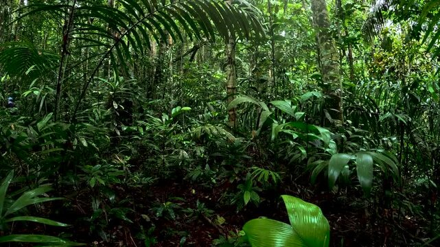Person Touching Tree Trunk in Tropical Ecuador Rainforest, Close Forest Ecology Detail, Bark Texture, Jungle Biodiversity and Nature Connection Scene