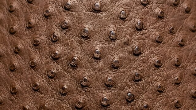 Close-up view of brown ostrich leather texture with its distinctive quill marks in a repeating pattern