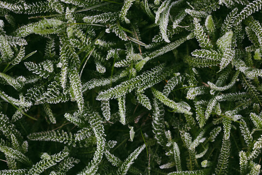 grass covered in frost. Stock Photo background