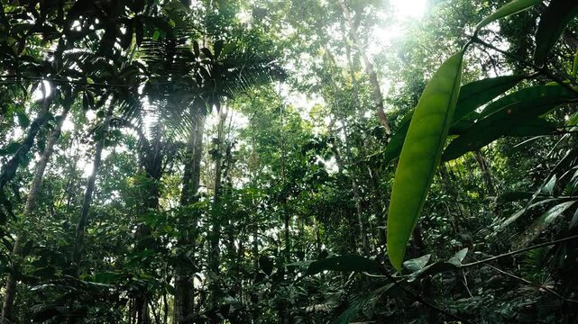 Leaf Litter Trail Through Dense Amazon Rainforest in Ecuador, Green Understory, Tree Roots, Vines and Remote Tropical Jungle Nature Scene