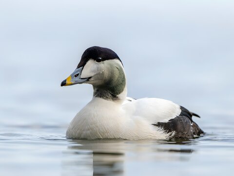 Elegant male smew duck swimming gracefully on calm freshwater lake in winter