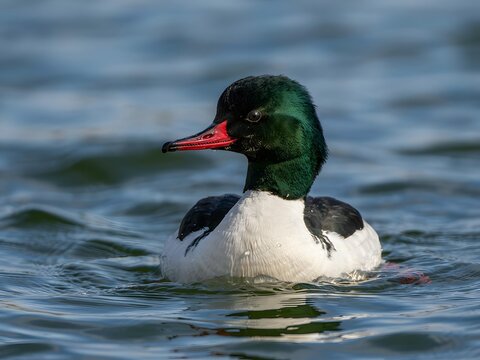 Male common merganser duck swimming calmly in clear freshwater lake during summer
