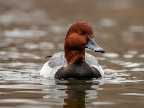 Male red-breasted merganser duck swimming in calm freshwater lake during golden hour
