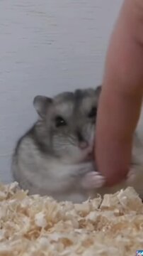 A cute small dwarf hamster interacting with a human finger in a sawdust cage environment.
