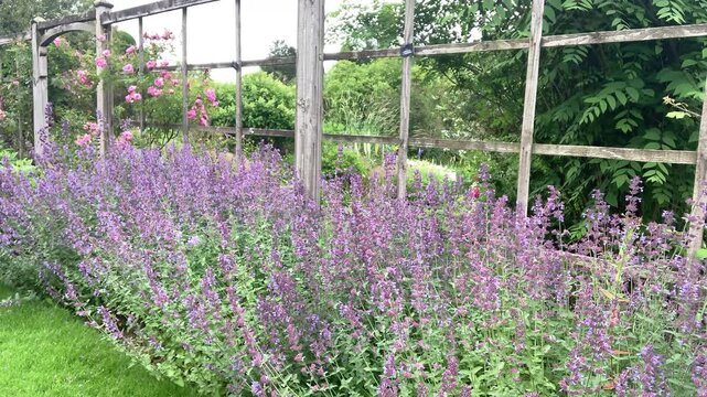 A bright, warm sunny day in a picturesque Aberdeenshire garden in Scotland, featuring a close-up focus on purple Salvia Yangii (Russian sage) flowers as active bumblebees fly around.